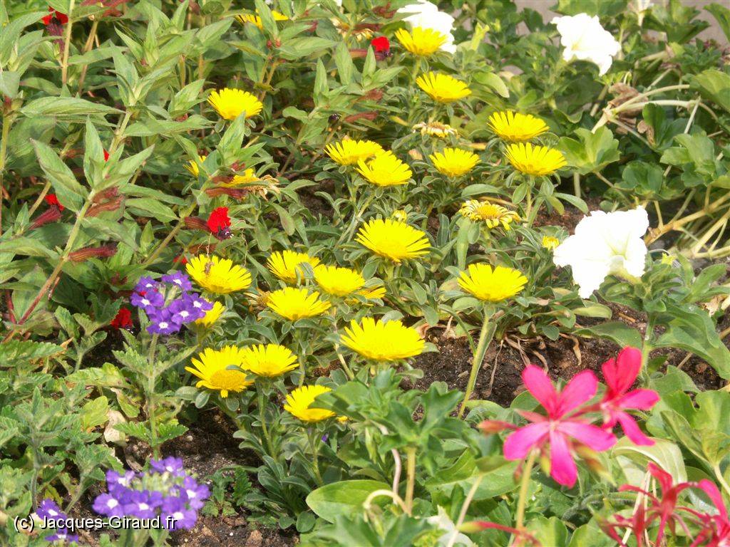 2005-05-29 18-30-37 Fin-Mai 113,0mm 1_100_eme F8,0.JPG